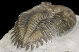 Greenops Trilobite - Arkona, Ontario #164409-1